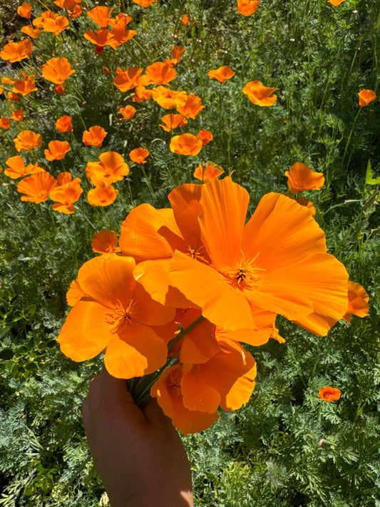 California Poppy Tincture