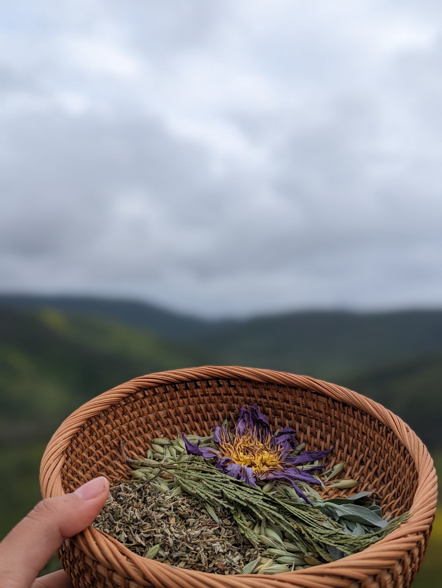 Herbal Oracle Reading 20mins