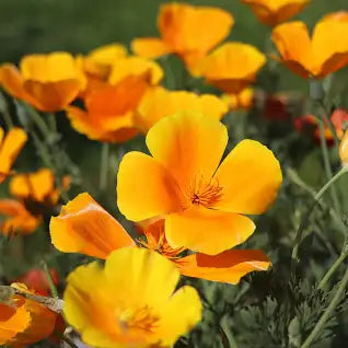 California Poppy Tincture